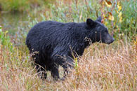 - Female Black Bear, Grand Teton NP -