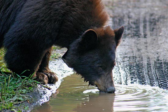 - Collared Black Bear Drinking From a Puddle, Grand Teton NP -