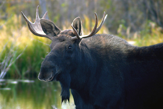 - Young Bull Moose, Grand Teton NP -