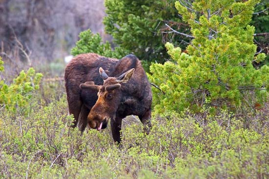 - Bull Moose With Tongue Sticking Out, Grand Teton NP -