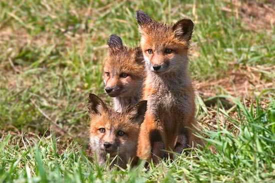 - Three Fox Kits Looking Out of Their Den, Grand Teton NP -