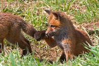 - Fox Kit Biting the Tail of Its Sibling, Grand Teton NP -