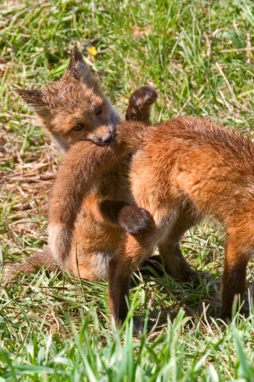 - Fox Kit Biting the Tail of Its Sibling, Grand Teton NP -