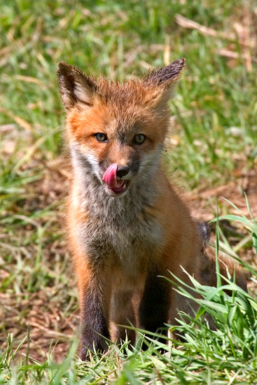 - Fox Kit Licking Its Lips, Grand Teton NP -
