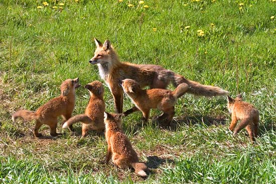 - Five Fox Kits Greeting Their Mother, Grand Teton NP -