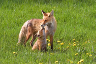- Fox Kit and Mother, Grand Teton NP -