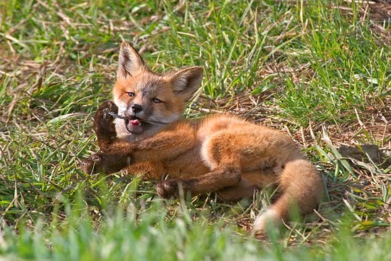 - Fox Kit Playing With a Feather, Grand Teton NP -