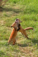 - Fox Kits Battling for Dominance, Grand Teton NP -