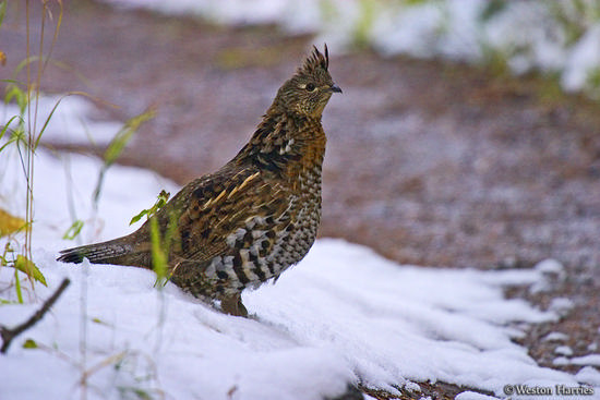 - Grouse Standing on a Snowy Trail, Grand Teton NP -
