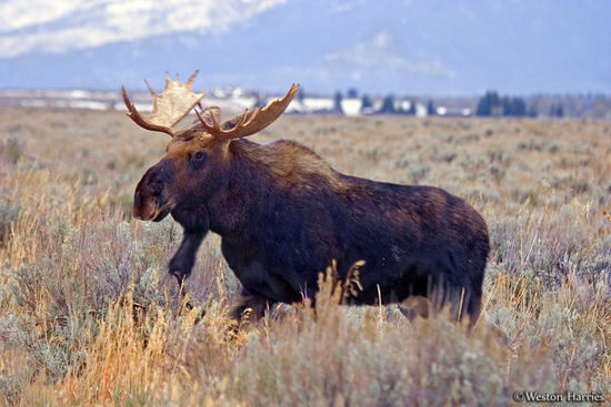 - Bull Moose, Grand Teton NP -