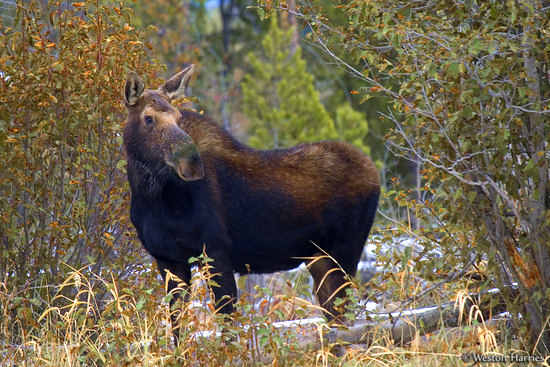 - Cow Moose, Grand Teton NP -