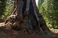 - A Hiker Perched on the Side of the Boole Tree, Sequoia National Forest -