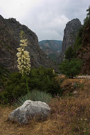 - Yucca Plant Near Horseshoe Bend, Sequoia National Forest -