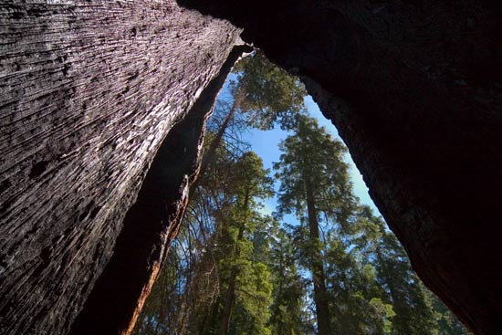 - Looking Out From Inside a Burned Giant Sequoia, Kings Canyon NP -
