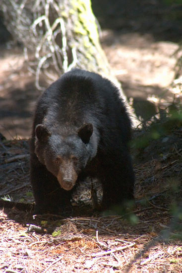 - Male Black Bear, Kings Canyon NP -