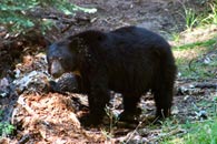 - Male Black Bear Tearing Apart a Rotted Tree, Kings Canyon NP -