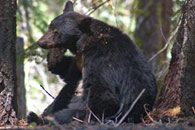 - Male Black Bear Scratching His Face, Kings Canyon NP -