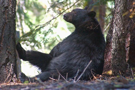 - Male Black Bear Scratching, Kings Canyon NP -