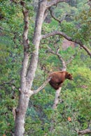 - Cinnamon Black Bear Climbing High in an Oak Tree, Kings Canyon NP -