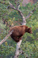 - Cinnamon Black Bear Precariously Perched in an Oak Tree, Kings Canyon NP -