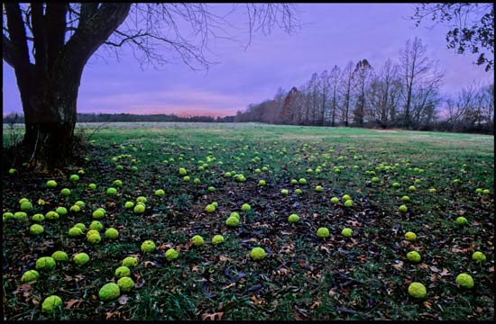 - Hedge Apples, Dusk, Allerton Park, Central IL -