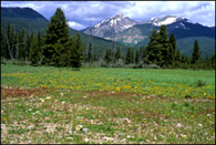 - Wildflowers in Kawuneechee Valley, Rocky Mountain NP -