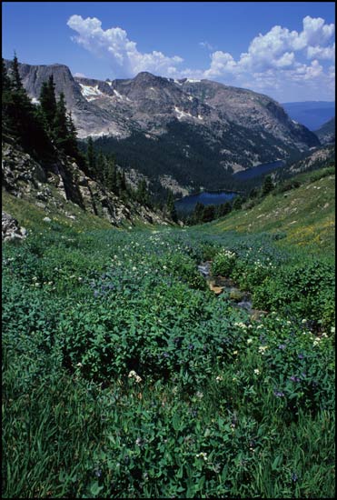 - Wildflowers at Boulder Grand Pass, Rocky Mountain NP -