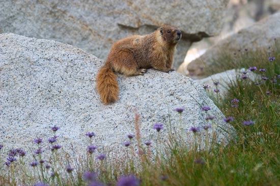 - Marmot on a Boulder, Surrounded by Purple Wildflowers, Sequoia NP -