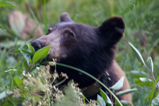 - Collared Black Bear Feeding on Berries in Crescent Meadow, Sequoia NP -