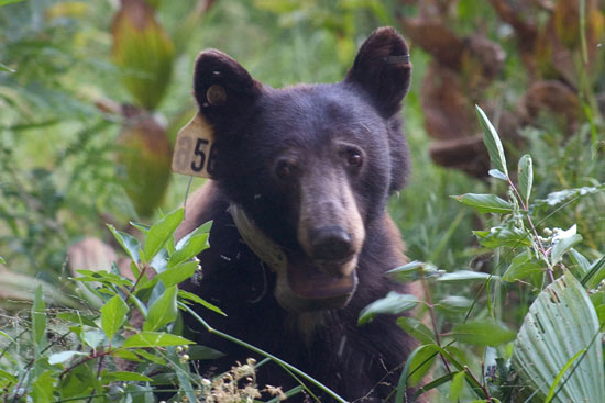 - Tagged and Collared Black Bear in Crescent Meadow, Sequoia NP -