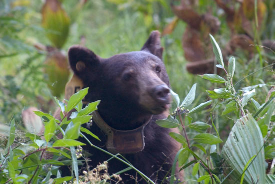 - Tagged and Collared Black Bear Feeding on Berries in Crescent Meadow, Sequoia NP -