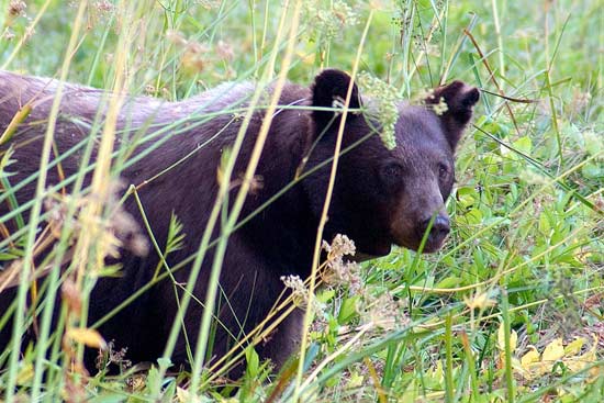 - Collared Black Bear Stalking Through Log Meadow, Sequoia NP -