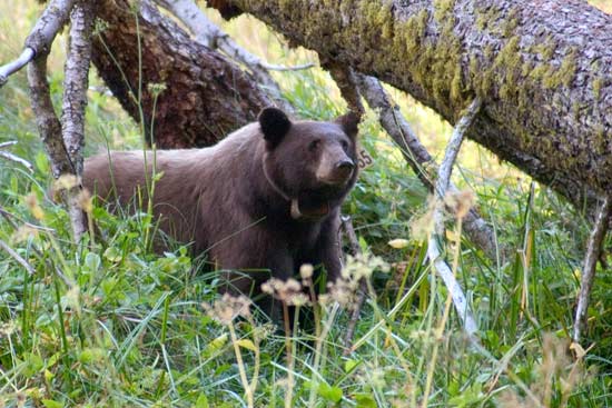 - Tagged and Collared Black Bear in Log Meadow, Sequoia NP -