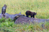 - Black Bear Walking on a Fallen Giant Sequoia, Sequoia NP -