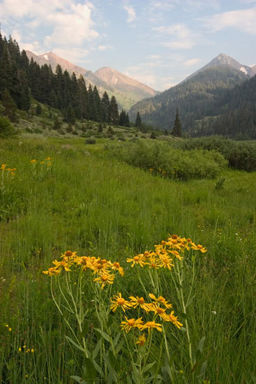 - Yellow Wildflowers in Farewell Canyon, Mineral King Area, Sequoia NP -