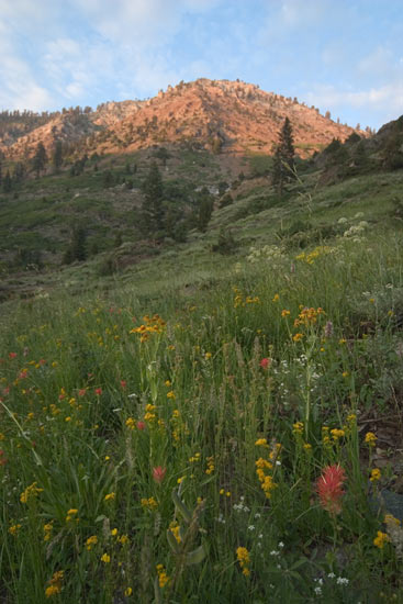 - Wildflowers in Farewell Canyon, Mineral King Area, Sequoia NP -
