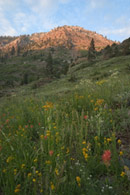 - Wildflowers in Farewell Canyon, Mineral King Area, Sequoia NP -