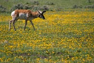- Pronghorn Grazing in Lamar Valley, Yellowstone NP -
