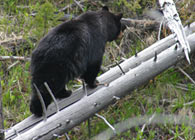 - Large Black Bear Walking Along a Fallen Tree, Yellowstone NP -