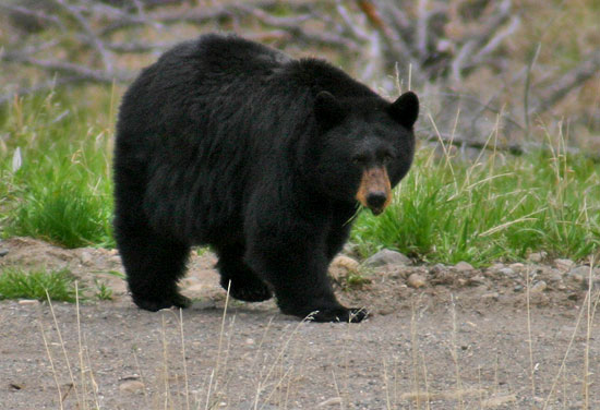 - Large Black Bear, Yellowstone NP -