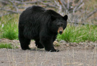 - Large Black Bear, Yellowstone NP -