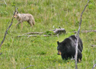 - Large Black Bear and Coyote, Yellowstone NP -