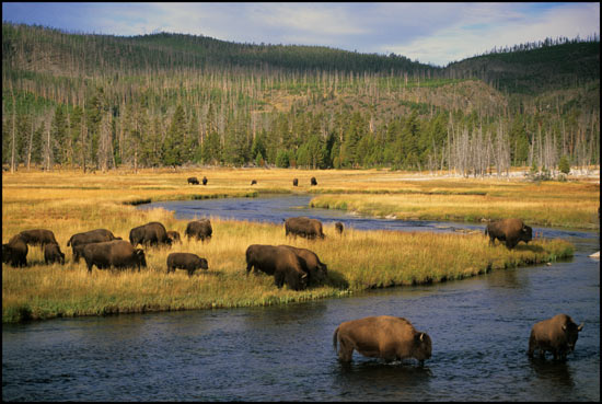 - Bison Herd Crossing the Gibbon River, Yellowstone NP -