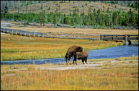 - Bison Mating by the Gibbon River, Yellowstone NP -