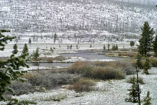 - The Madison River After a Spring Snow Storm, Yellowstone NP -