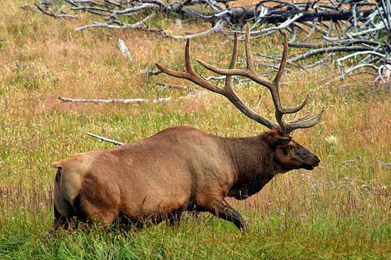 - Bull Elk, Yellowstone NP -