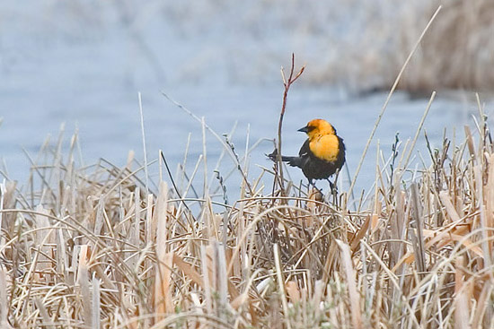 - Male Yellow-Headed Blackbird Perched on Reeds, Yellowstone NP -
