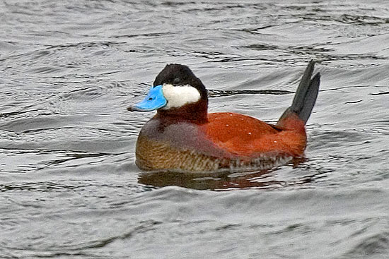 - Blue Billed Male Ruddy Duck, Yellowstone NP -
