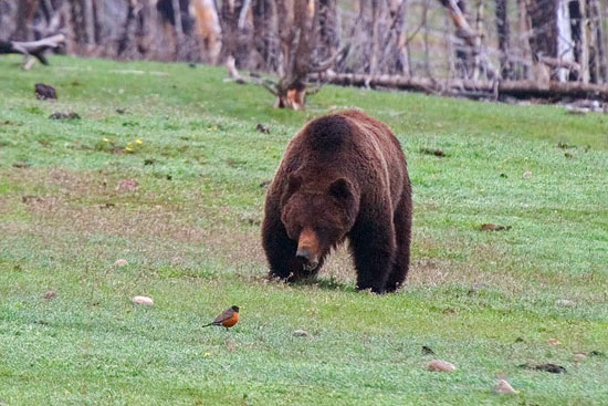 - Male Grizzly Bear Looking at an American Robin, Yellowstone NP -