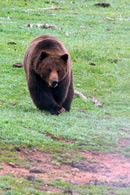 - Male Grizzly Bear With Claws Showing, Yellowstone NP -